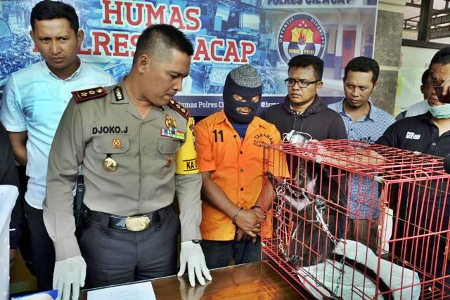 Satwa Liar, Lutung, Jual Kukang