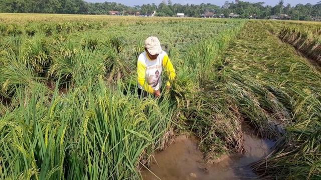 petani cilacap, beras cilacap, padi cilacap, serayunews, serayu news, berita terkini, berit hari ini