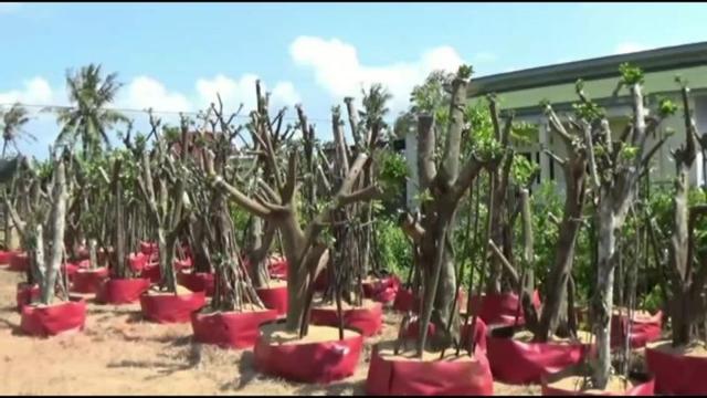 budidaya bonsai, berirta terkini, berita hariini, cilacap