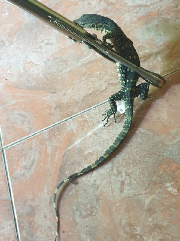 evakuasi hewan liar cilacap, biawak, biawak masuk rumah, Dusun Cilumuh, Desa Cilopadang, cilacap