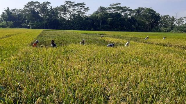 Pertani Cilacap