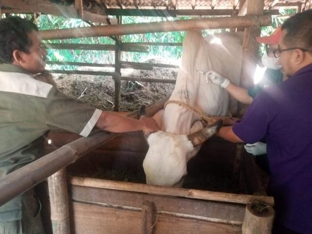 Mantap! 600 Ekor Sapi di Purbalingga Sudah Divaksin