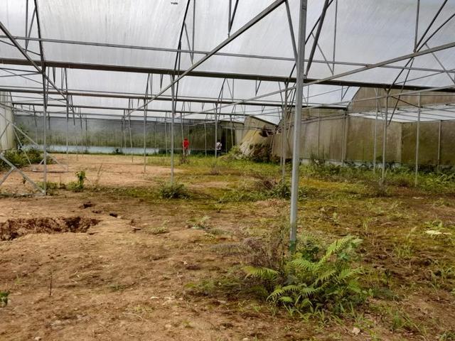 Lahan Green House Melon
