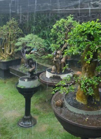 Bonsai