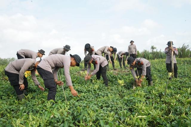 1.000 pohon mangrove