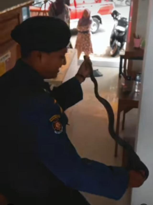 Ular masuk warung